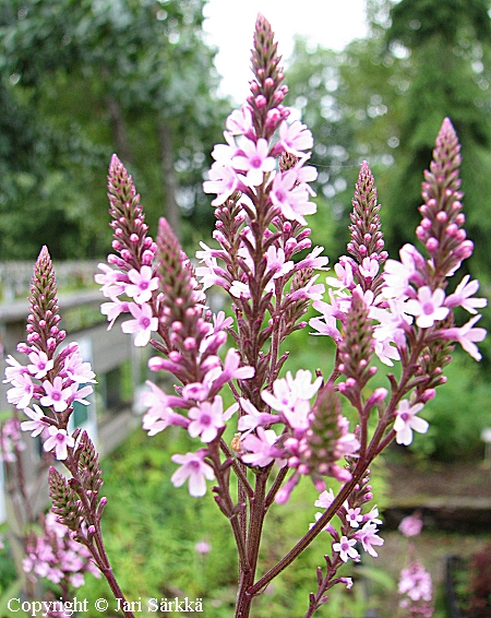 Verbena hastata f. rosea, tahkaverbena